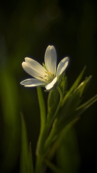 Delikatny kwiatuszek