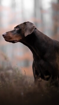 Doberman