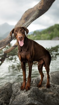 Doberman na kamieniu