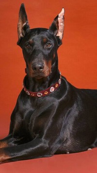 Doberman w obroży