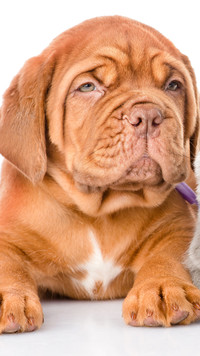 Dog de Bordeaux