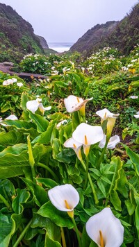 Dolina Calla Lily Valley