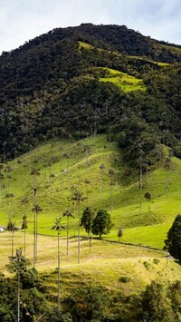 Dolina Cocora Valley