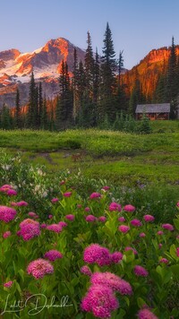 Dom pod drzewami w Parku Narodowym Mount Rainier