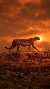 Dostojny marsz geparda