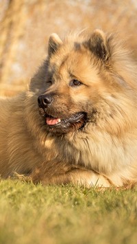 Dostojny szpic eurasier