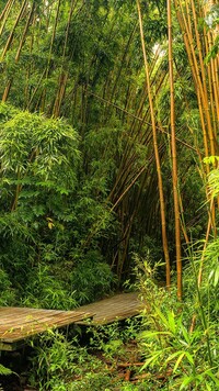 Drewniana kładka w lesie bambusowym
