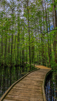 Drewniany pomost na leśnych mokradłach
