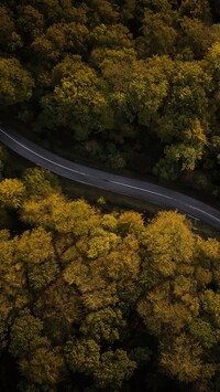Droga między jesiennymi drzewami