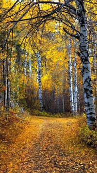 Droga przez jesienny brzozowy las
