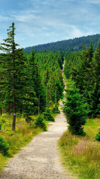 Droga przez polanę i las