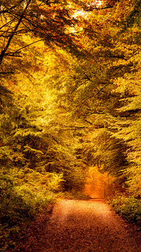 Droga w słonecznym jesiennym lesie