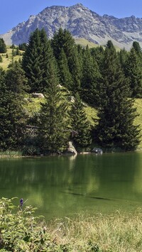Drzewa i jezioro w szwajcarskich górach