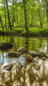 Drzewa i kamienie nad rzeką