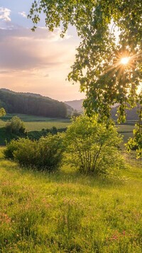 Drzewa i krzewy na łące