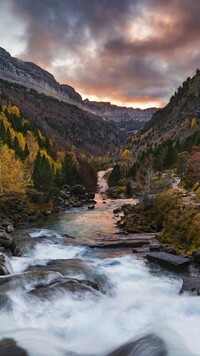 Drzewa i krzewy nad górską rzeką