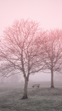 Drzewa i ławka we mgle