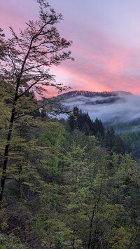 Drzewa i mgła nad górami
