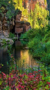 Drzewa i skały nad rzeką w West Fork Oak Creek Canyon w Sedonie