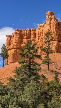 Drzewa i skały w Parku Narodowym Bryce Canyon