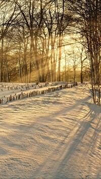 Drzewa i zasypane śniegiem pole