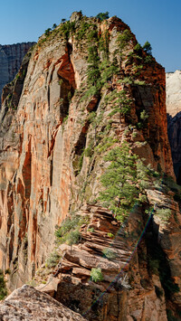 Drzewa na formacji Angels Landing