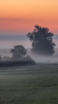 Drzewa na łące w porannej mgle