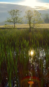 Drzewa na mokradłach