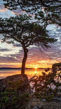 Drzewa na skałach nad jeziorem Lake Inari