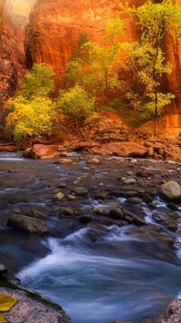 Drzewa na skałach nad rzeką w kanionie Zion Narrows