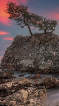 Drzewa na skałach w morzu
