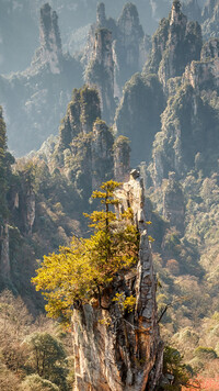 Drzewa na skałach w Zhangjiajie National Forest Park