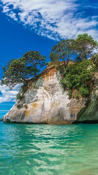 Drzewa na skale w morzu