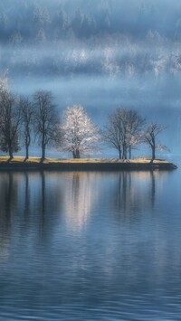 Drzewa nad jeziorem Bohinj