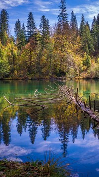 Drzewa nad jeziorem Lake Cresta