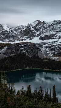 Drzewa nad jeziorem Lake OHara