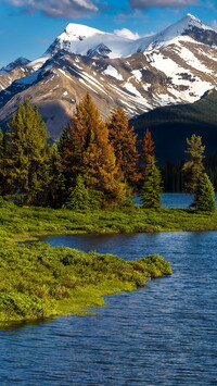 Drzewa nad jeziorem Maligne Lake