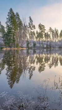 Drzewa nad rzeką Virojoki