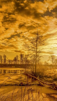 Drzewa nad rzeką w promieniach wschodzącego słońca