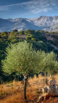 Drzewa oliwne w górach na Krecie