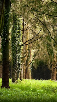 Drzewa oplecione bluszczem w lesie liściastym