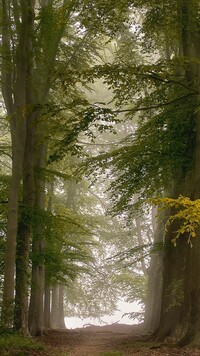 Drzewa przy ścieżce w lesie