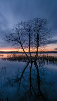 Drzewa w jeziorze Lake Chatfield o poranku
