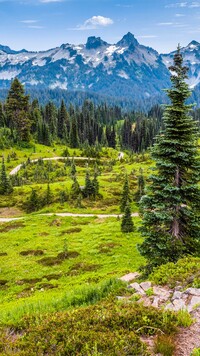 Drzewa w Parku Narodowym Mount Rainier