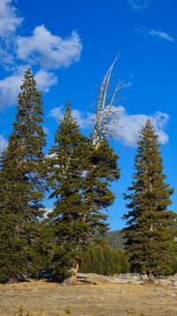Drzewa w Parku Narodowym Yosemite