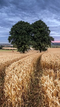 Drzewa w zbożu