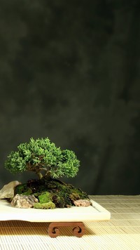 Drzewko bonsai