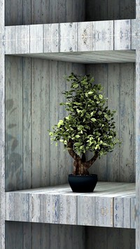 Drzewko bonsai na półce