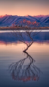 Drzewko na jeziorze Wanaka