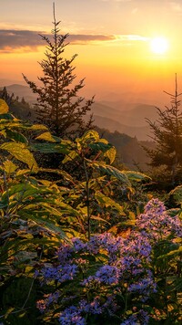 Drzewo na skałach w Parku Narodowym Great Smoky Mountains